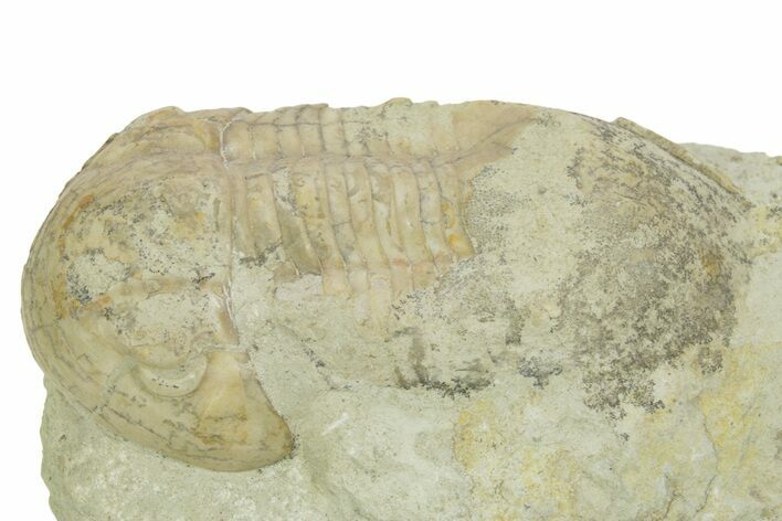 Bargain, Illaenus Dalmani Trilobite Fossil - Russia #363085